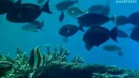 Great Barrier Reef