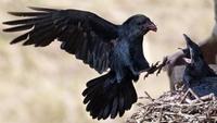 Valley of the Ravens