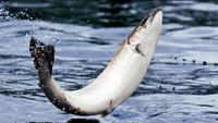 Salmon: Running The Gauntlet
