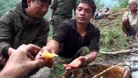 Hallucinogen Honey Hunters - Hunting mad honey