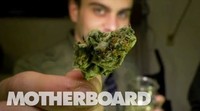 The Future of Weed