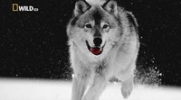Wild Alaska - Wolf Legends