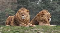 Lions. The "Vumbi" Pride