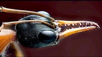 Empire of the Ants