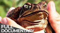 Poisonous Cane Toads: Australia’s Lost Eden