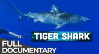 Tagging Tiger Sharks