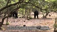 The Changing Ape