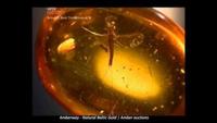 The Amber Time Machine