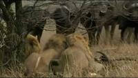 Nature - White Lions