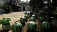 Ai Weiwei - Without Fear or Favour