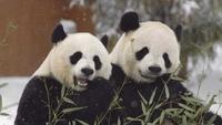 Wild Thing - The Smithsonian National Zoo
