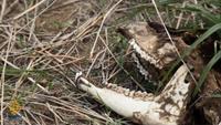 Fault Lines - Horn of Africa Crisis - Drought Zone