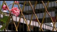 Srebrenica - A Cry from the Grave