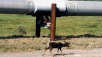 The Alaska Pipeline