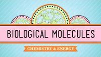 Crash Course - Biology - Biological Molecules - You Are What You Eat