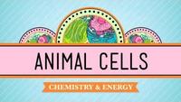 Crash Course - Biology - Eukaryopolis - The City of Animal Cells