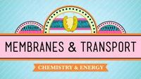 Crash Course - Biology - In Da Club - Membranes and Transport