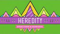 Crash Course - Biology - Heredity