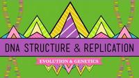 Crash Course - Biology - DNA Structure and Replication