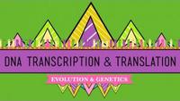 Crash Course - Biology - DNA, Hot Pockets, and The Longest Word Ever