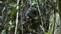 Scientific American Frontiers - Chimp Minds