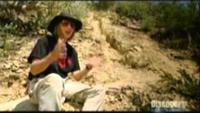 What Really Killed the Dinosaurs?