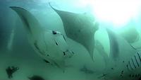 Andrea - Queen of Mantas