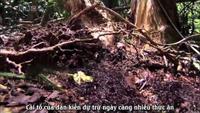 Ant Attack