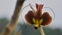 Birds of Paradise