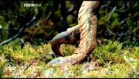 Europe - A Natural History - Genesis