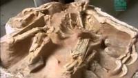Paleoworld - Baby Monsters