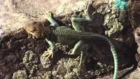 Paleoworld - Dino Doctors