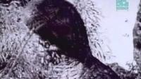 Paleoworld - Mistaken Identity
