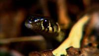 The Beauty of Snakes