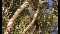 The Life of Birds - To Fly or Not to Fly?