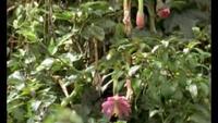 The Life of Birds - The Insatiable Appetite