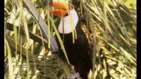 The Life of Birds - The Demands of the Egg