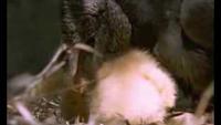 The Life of Birds - The Limits of Endurance