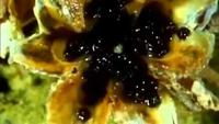 The Living Planet - The Baking Deserts