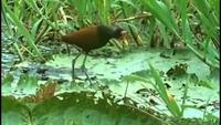 The Living Planet - Sweet Fresh Water
