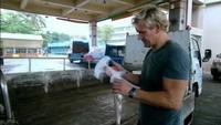 Gordon Ramsey - Shark Bait