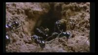 Microcosmos