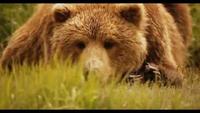 Natural World - Grizzlies Of Alaska