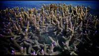 Western Australias Ocean Environment A Voyage of Discovery