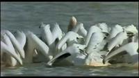 Winged Migration