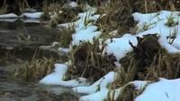 Auschwitz - The Blueprint of Genocide