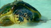 The Secret World Of Sharks And Rays