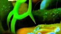 Killer Algae