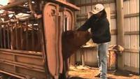 The Woman Who Thinks Like A Cow