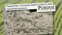 Killing Bees